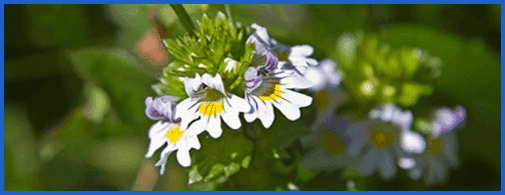 Eyebright_003